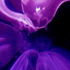 Picture for song 'Ankhôr part 2' by artist 'Eddy Lemaire'