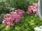 Picture for song 'Rêverie-To Life (Thomas Hardy)' by artist 'Edward Gold'