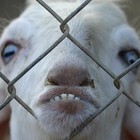 Picture for song 'pak t schaap' by artist 'energyboys'