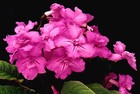 Picture for song 'Den Irländska Rosen' by artist 'Ers Madjesty Of Harmonies'