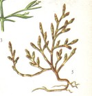 Picture for song 'Samphire Batts' by artist 'ffourth Evocation'