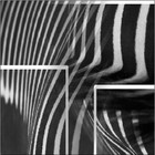 Picture for song 'zebra streifen' by artist 'FPM GRENZENLOS'