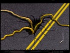 Picture for song 'Highway Bass-X' by artist 'GinNger SparklezZz'