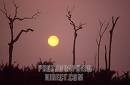 Picture for song 'Tree of Life' by artist 'global SOULdier'