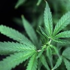 Picture for song 'Canibus' by artist 'Haas Music'