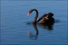 Picture for song 'BlackSwan - 'Damned Town' solo test' by artist 'Haniak'