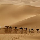 Picture for song 'Caravan' by artist 'Jazmahalis'