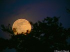 Picture for song 'Jungle Moon' by artist 'jenerator'