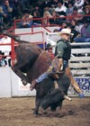 Picture for song 'Rodeo Cowboy' by artist 'jenerator'
