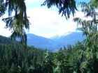 Picture for song 'The Forest Below' by artist 'Jesse Collingwood'