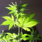 Picture for song 'I Am The Weed' by artist 'Jimmy the weed'