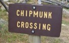 Picture for song 'Chipmunks Roasting on an Open Fire' by artist 'Joe Wrabek'