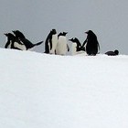 Picture for song 'Penguins - Calvin Stewart' by artist 'JoiceMarie'