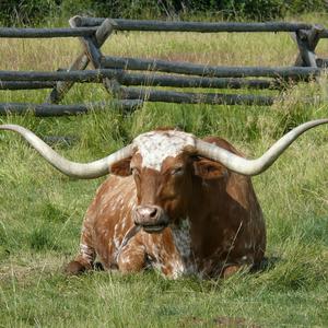 Picture for song 'Stormin' Joe Pre-Demo Piano' by artist 'Kaley Willow'