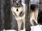 Picture for song 'String Quartetorgan: La Loba ('the she-wolf')' by artist 'KE Peace (USA)'