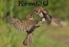 Picture for song 'KorveenMQ - 18 flight of a sparrow (BPM 80 Emin)' by artist 'KorvennMQ'