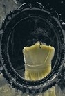 Picture for song 'Mirror' by artist 'Lady Crimson Rose'