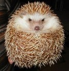 Picture for song 'Pessimistic Hedgehog' by artist 'Lil DJ MC Spinmaster Freestyle Flownasty Beewomp'