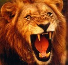 Picture for song 'king of the south all day' by artist 'Lion's Den Records Production'