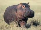 Picture for song 'Hippo Groove' by artist 'Lost And Found'