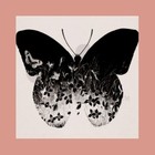 Picture for song 'Butterfly' by artist 'Makes No Sense'