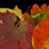 Picture for song 'Leaves' by artist 'Mario Strack'