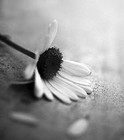 Picture for song 'Piano solo' by artist 'Melodic Euphoria'