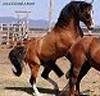 Picture for song 'Like A Horse' by artist 'MF9'