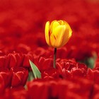 Picture for song 'Spring March' by artist 'Michalis Music'