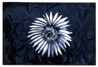 Picture for song 'patriot' by artist 'midori3'
