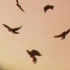 cover pic