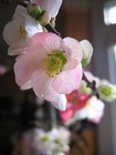 Picture for song '梅花 Mei Hua (cover)' by artist 'Mindy'