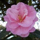 Picture for song 'Lullaby itsuki' by artist 'MORIT'