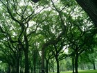 Picture for song 'Diocese of Trees' by artist 'Mothership Music Group'