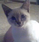 Picture for song 'Pretty One' by artist 'Mr Wilson Inc'