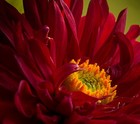 Picture for song 'Adieu Oh Lovely Spring' by artist 'musica sfinzi'