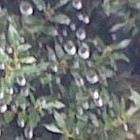 Picture for song ''Silent Tear' Collaboration' by artist 'Nadia Cripps'