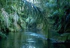 Picture for song 'THE JUNGLE ***HOTT***' by artist 'NOBODY ENTERTAINMENT'