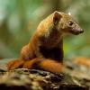 Picture for song 'Kingdom of the Mongoose' by artist 'Norm Hacker Band'