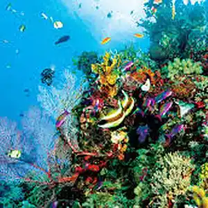 Picture for song 'La Fiesta' by artist 'Ocean Colors'