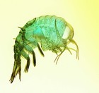 Picture for song 'neurtransmitter overload' by artist 'Pandora's Black Book'
