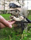 Picture for song 'I'd Wanna be a Squirrel' by artist 'Paul Kington'