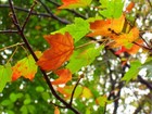 Picture for song 'Jig/Late Autumn Rain' by artist 'Perfect Second'