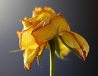 Picture for song 'Withering Beauty' by artist 'Piano Soulos'