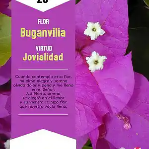 Picture for song 'Dia 26-Flor Buganvilia' by artist 'Producciones Vandor'