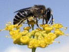 Picture for song 'Flight Of The Bumblebee (Happy Hardcore Remix)' by artist 'Psybash'