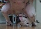Picture for song 'Driving Me Krazy' by artist 'puppy love ent'