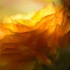 Picture for song 'I Miss Honey' by artist 'Rakeem Andre'
