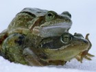 Picture for song 'fresh Frog' by artist 'Rap Camp'