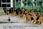 Picture for song 'Barkin like pitbulls' by artist 'red blade'
